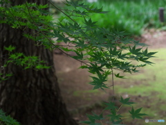 まだ緑
