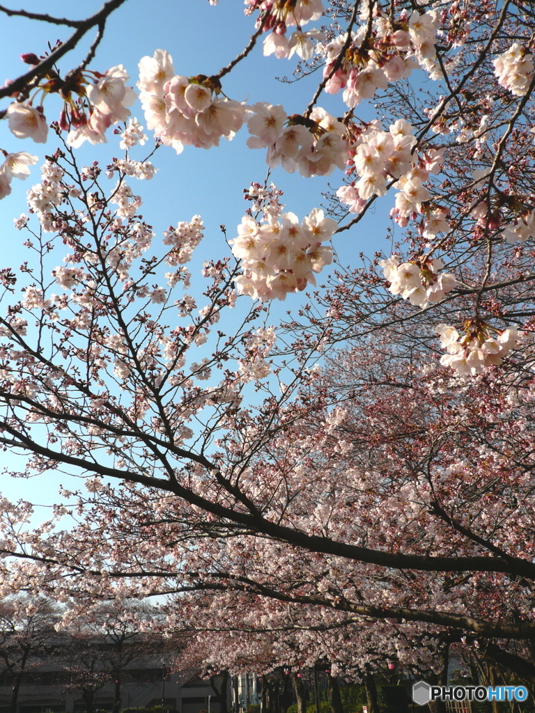花畑公園の桜
