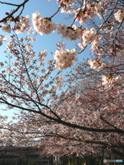 花畑公園の桜