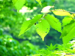 新緑の石神井公園(2016年)3