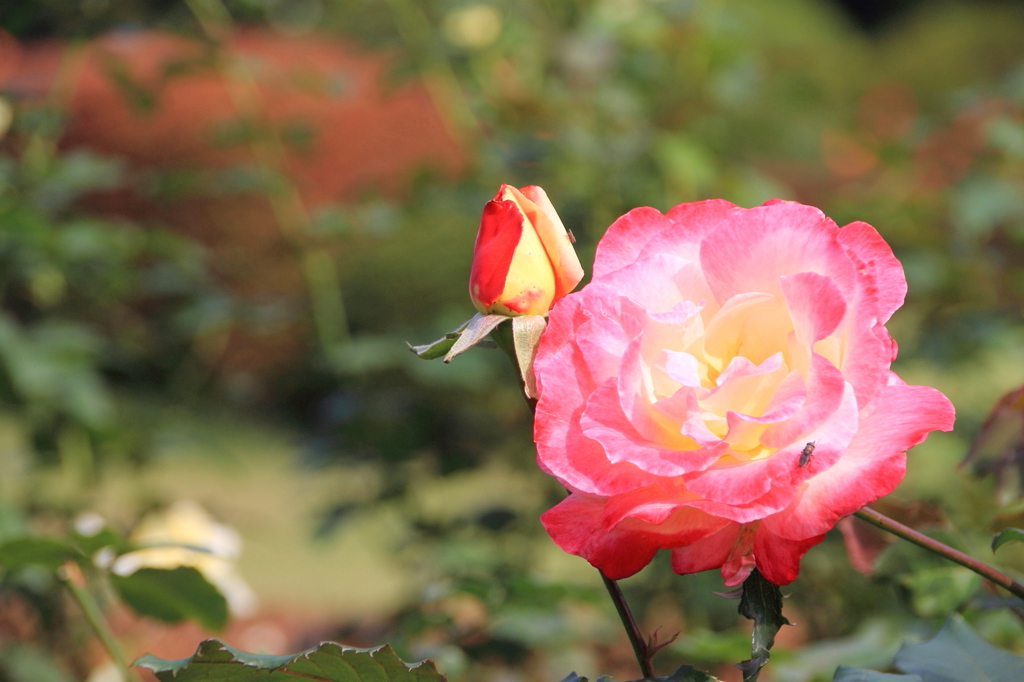 新宿御苑の秋薔薇6