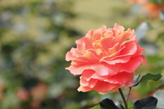 新宿御苑の秋薔薇4