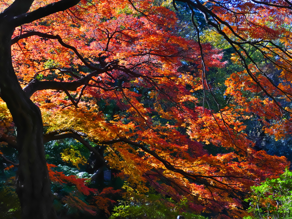 新宿御苑の紅葉４