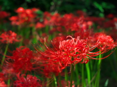 小石川植物園の彼岸花_03