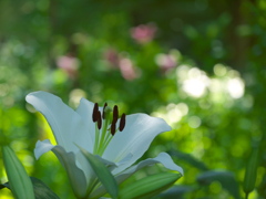 日比谷公園の百合