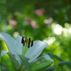 日比谷公園の百合