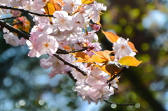 稲荷山公園の桜5