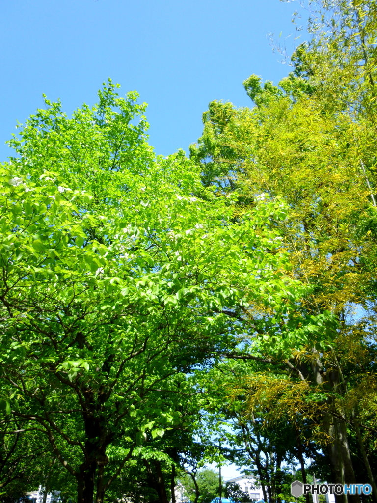 新緑の石神井公園(2016年)5