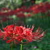 小石川植物園の彼岸花_01