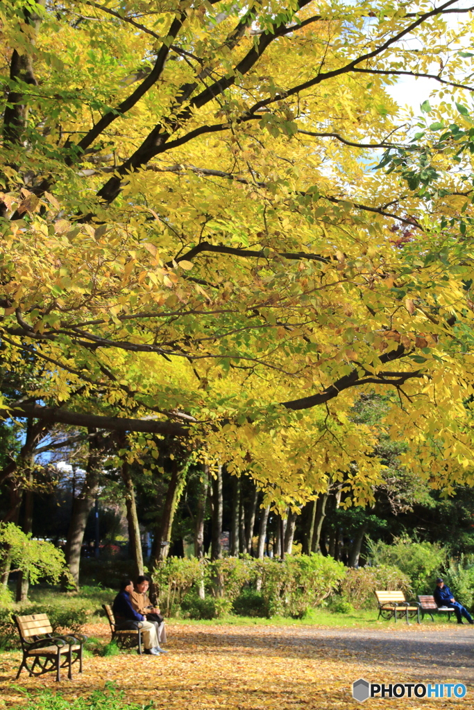 紅葉の石神井公園4
