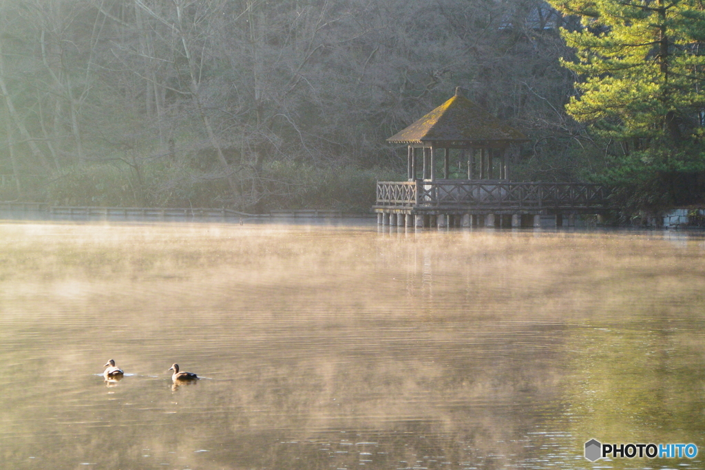 早朝の三宝寺池2