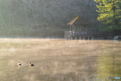 早朝の三宝寺池2