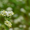 巾着田のコスモスと蕎麦の花4