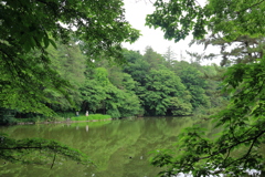 新緑の三宝寺池
