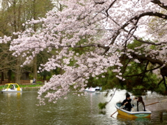 石神井公園の桜3