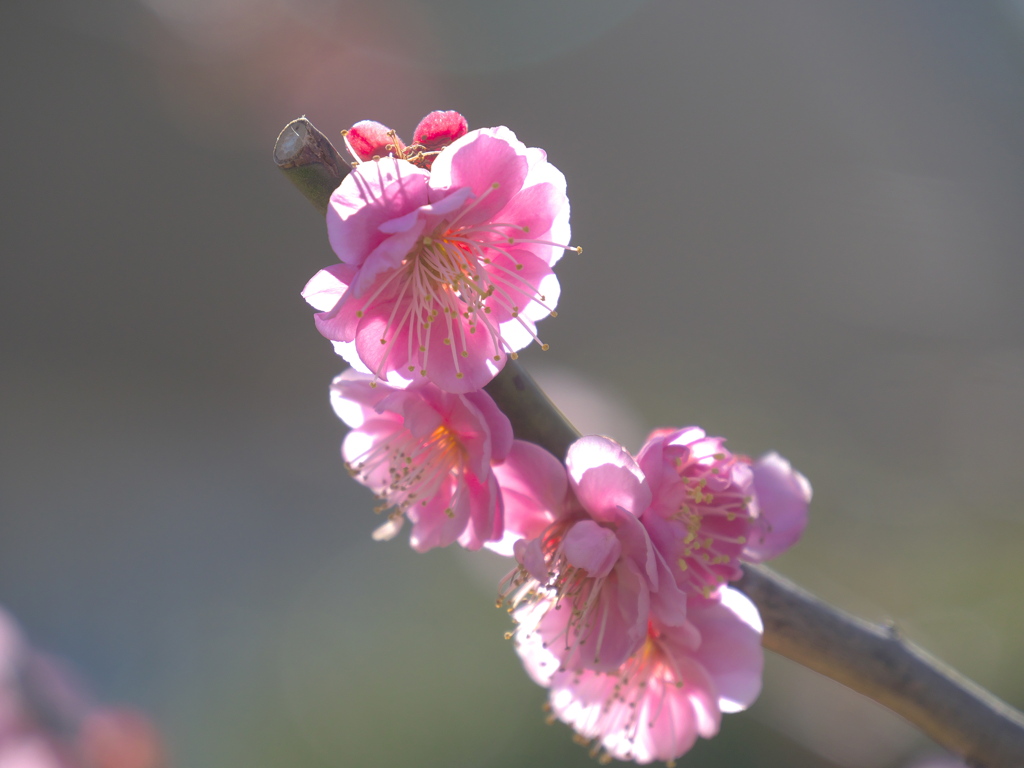 梅（未開紅）