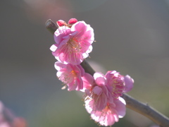梅（未開紅）