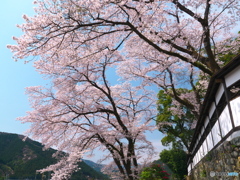 海禅寺の桜と奥多摩の山々