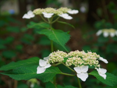 額紫陽花