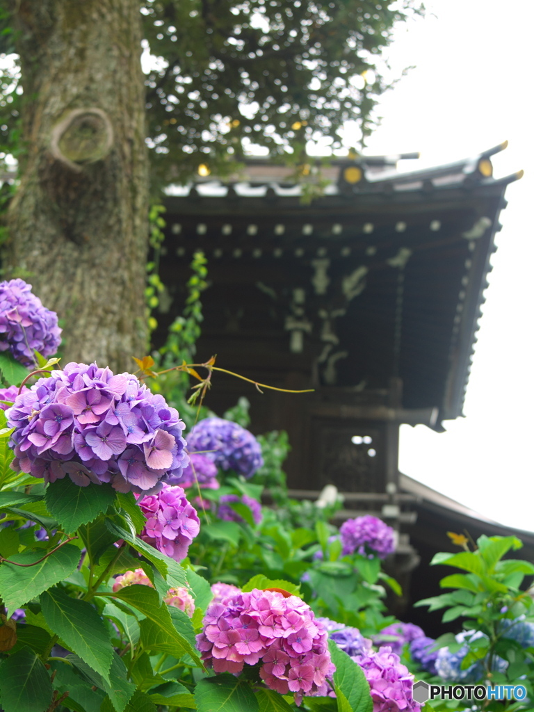 白山神社の紫陽花