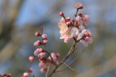 ２月の石神井公園2
