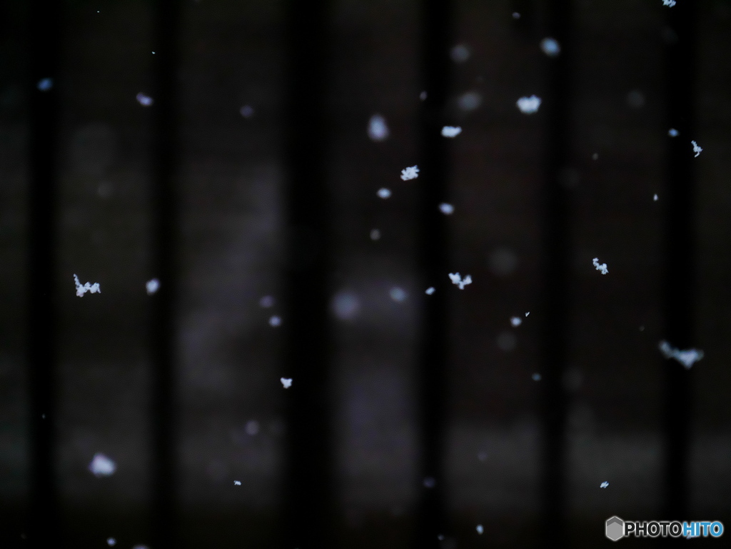 降る雪