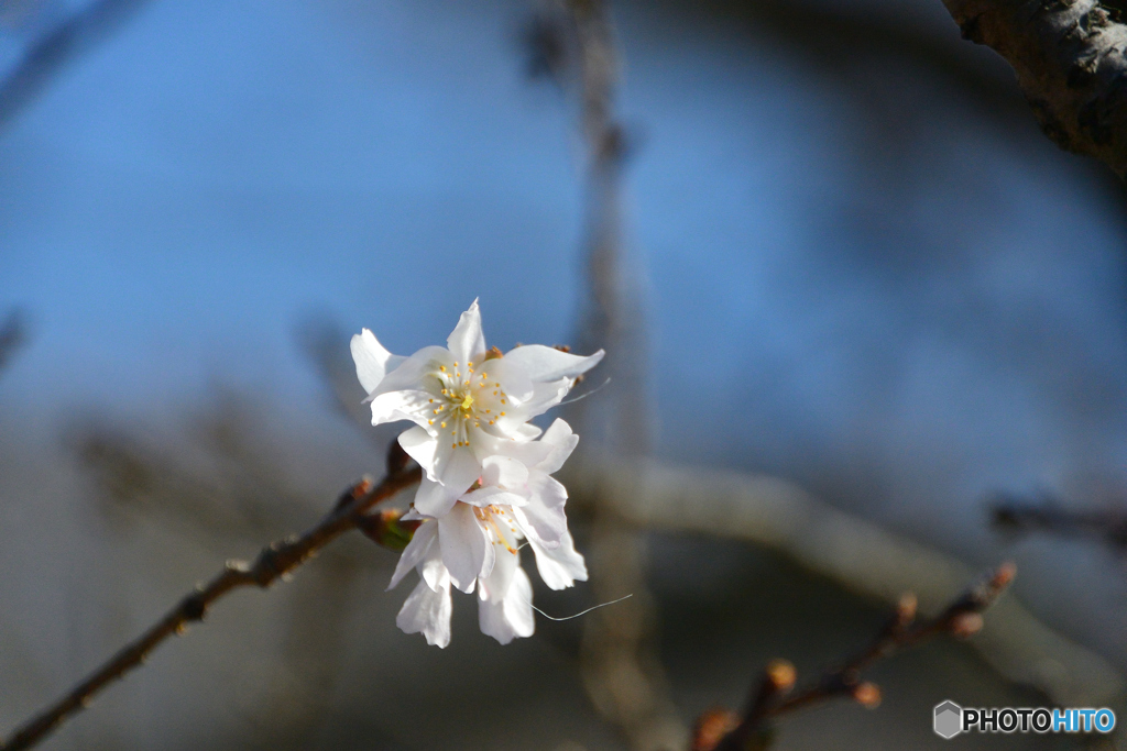 十月桜