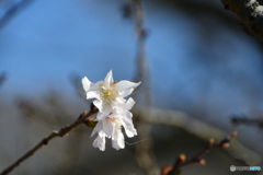 十月桜