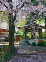 枝垂れ桜と鐘楼