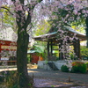 枝垂れ桜と鐘楼