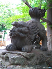 下落合氷川神社の狛犬２