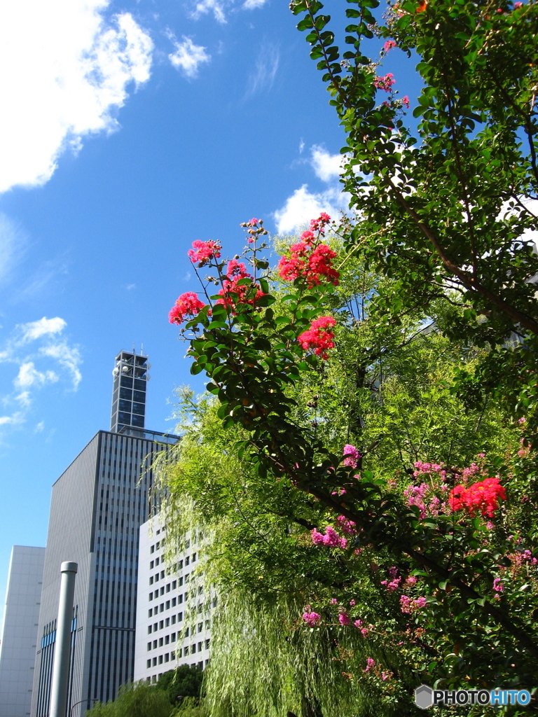 清水濠沿いの百日紅