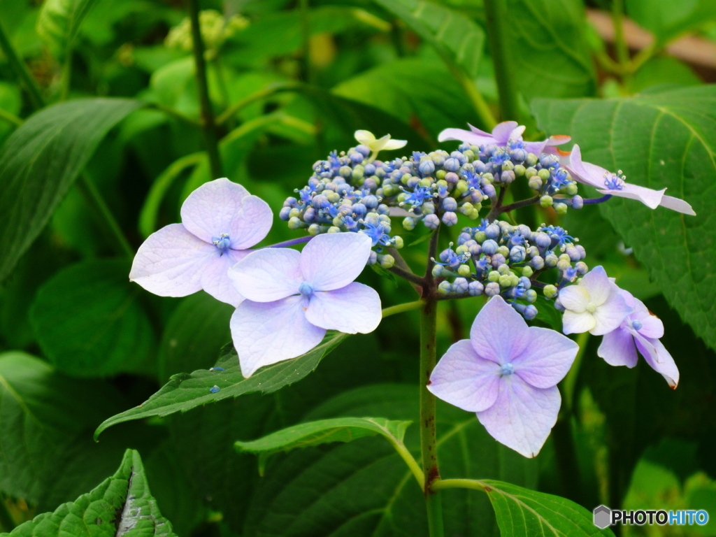 北綾瀬しょうぶ沼公園の紫陽花5