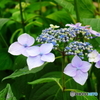 北綾瀬しょうぶ沼公園の紫陽花5