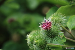 牛蒡の花