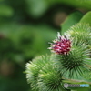 牛蒡の花