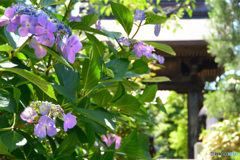 紫陽花と山門