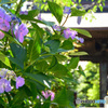 紫陽花と山門