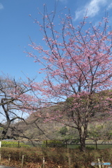 千鳥ヶ淵の桜２