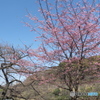 千鳥ヶ淵の桜２