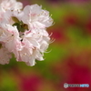平成つつじ公園10
