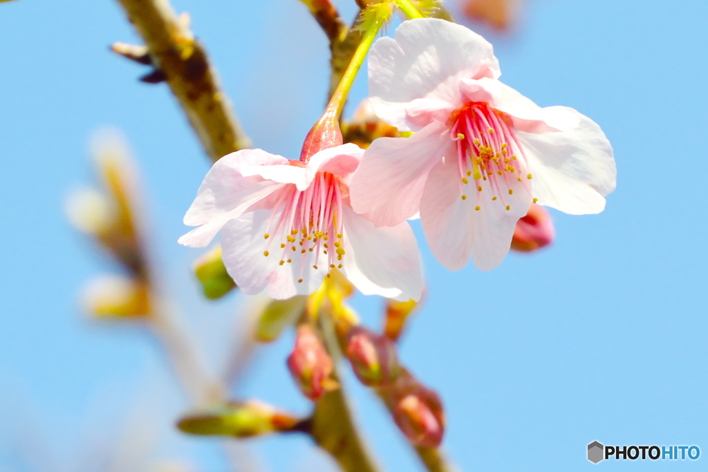 河津桜