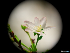 のぞき穴から桜