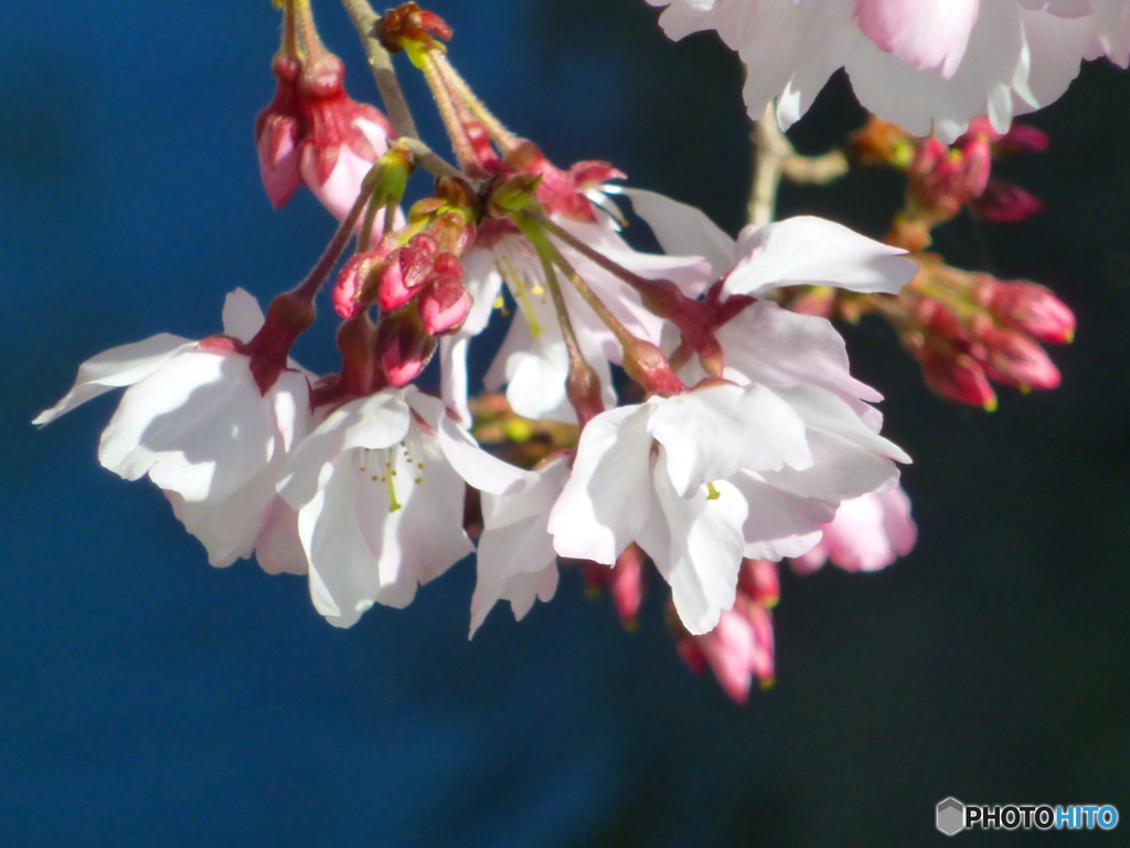 小彼岸桜