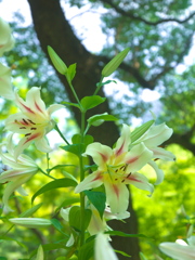 日比谷公園の百合