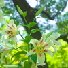 日比谷公園の百合