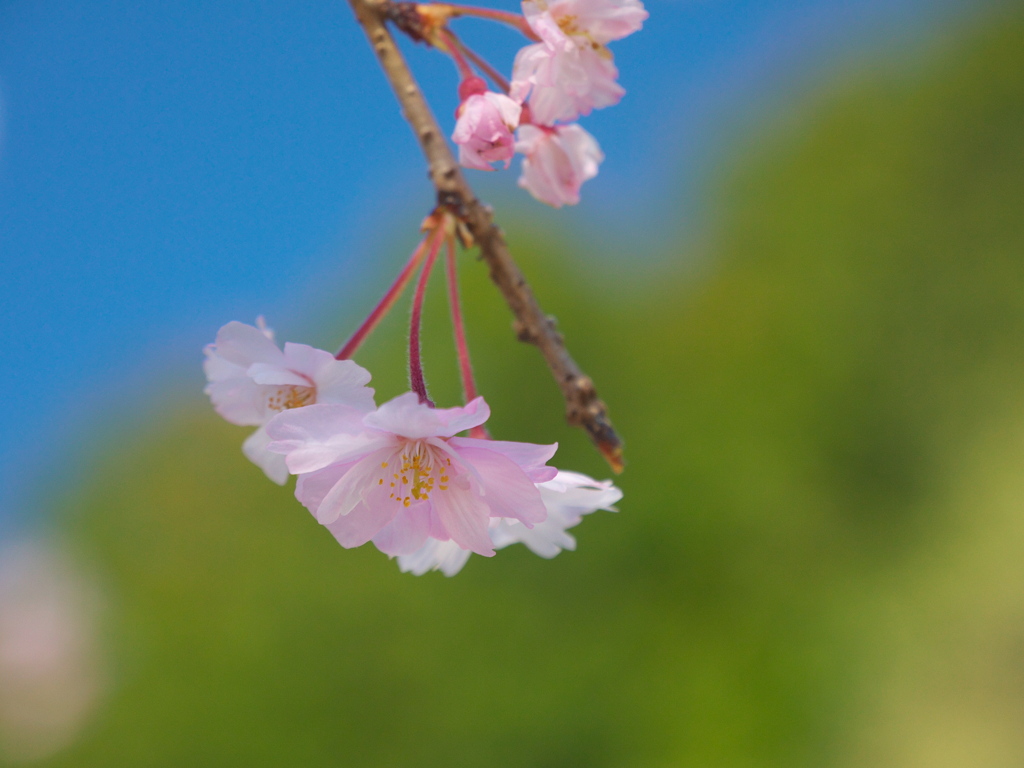 枝垂れ桜