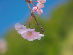 枝垂れ桜