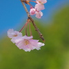 枝垂れ桜