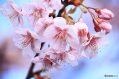 河津桜